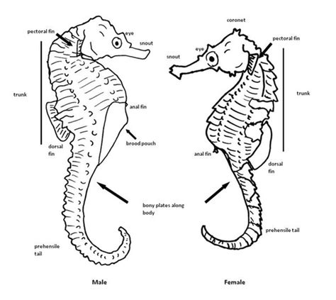 Seahorses Mating