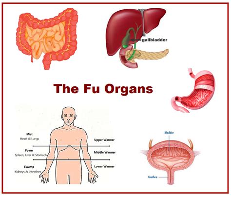 Zang-fu Organs