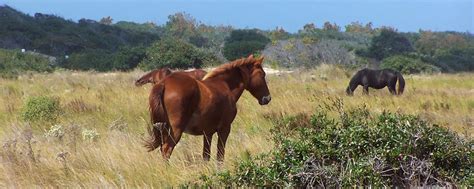 Spanish Mustang History | Corolla Wild Horses | Corolla Wild Horse Fund