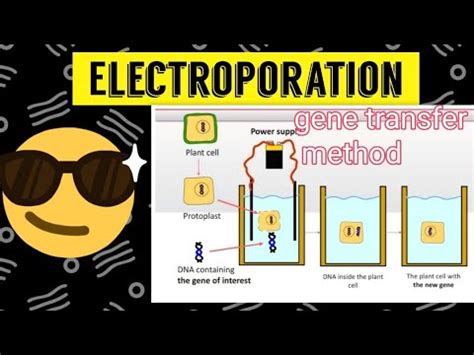 Electroporation|| process, advantages, disadvantage||😎😎 - YouTube