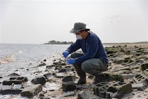 For These Bird Flu Researchers, Work Is a Day at the Very ‘Icky’ Beach ...