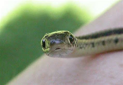 Sssssnakes! Cute Baby Snakes! - Baby Animal Zoo