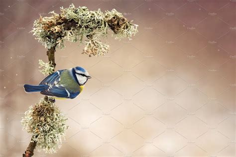 Winter bird - Blue tit | Animal Stock Photos ~ Creative Market