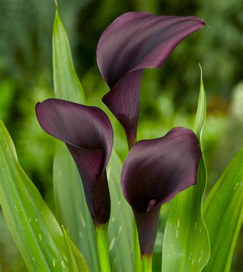 Zantedeschia 'Odessa' (Calla Lily)