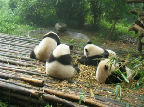 Giant Panda Breeding Research Base Pandas Resting, Chengdu Giant Panda ...