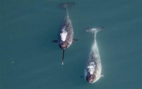 What's a Narwhal's Tusk For? - Scientific American