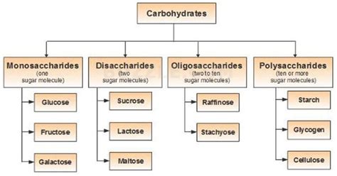 Carbohydrates, Protein and Amino acid - 2023