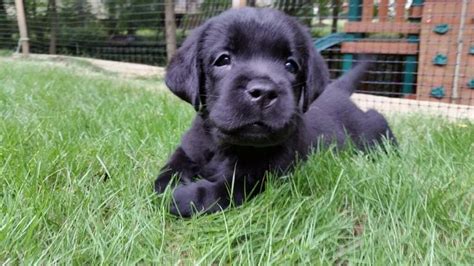 Good looking English Lab puppy | English lab puppies, Lab puppy, Labrador retriever