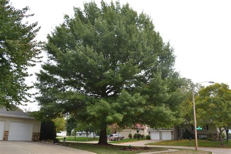 Pin Oak trees have sharp pointed leaves and produce acorns.