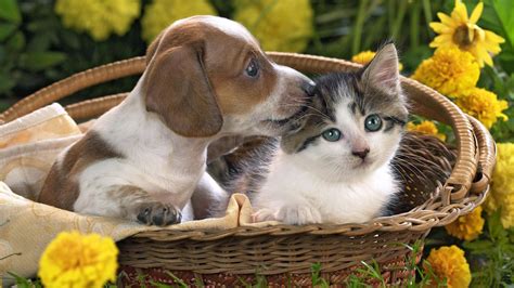 Fonds d'écran chiot mignon et chaton dans le panier 1920x1080 Full HD ...