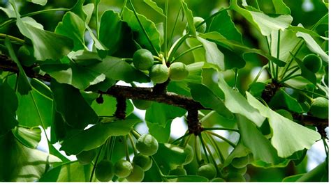 Medical Benefits And Risks Of Ginkgo Biloba - Explained!