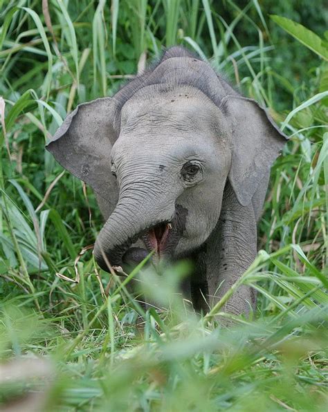 Pygmy Elephant 2by ~kontiki1 | Elephants | Pinterest