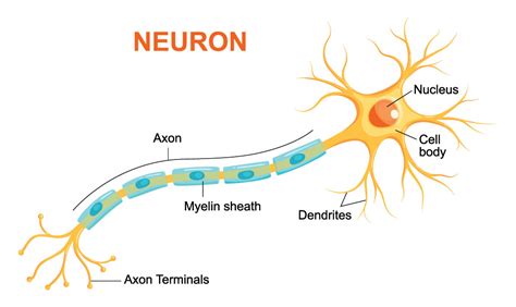 Neurons Diagram For Kids