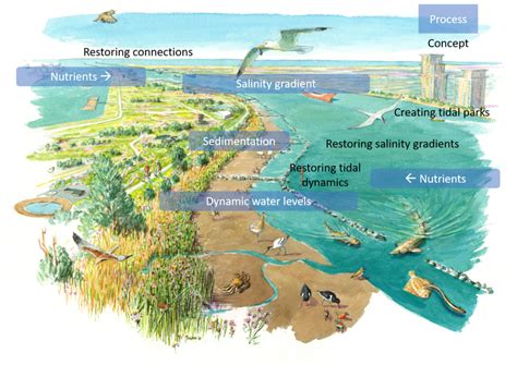 Restoring estuarine ecosystems - EcoShape