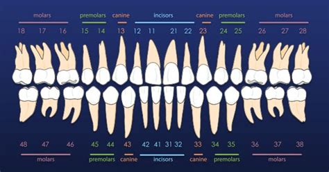 Permanent Teeth Chart - Carolina's Dental Choice