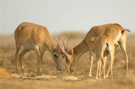 Saving the saiga antelope, a relic from the ice age - Geographical