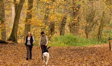 Delamere Forest Walkways - Visit Cheshire