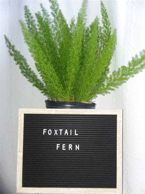 Foxtail Fern | Liberty Landscape Supply