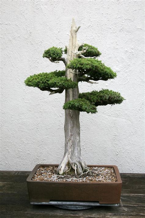 The Greatest Juniper Bonsai Trees In The World - Love My Bonsai