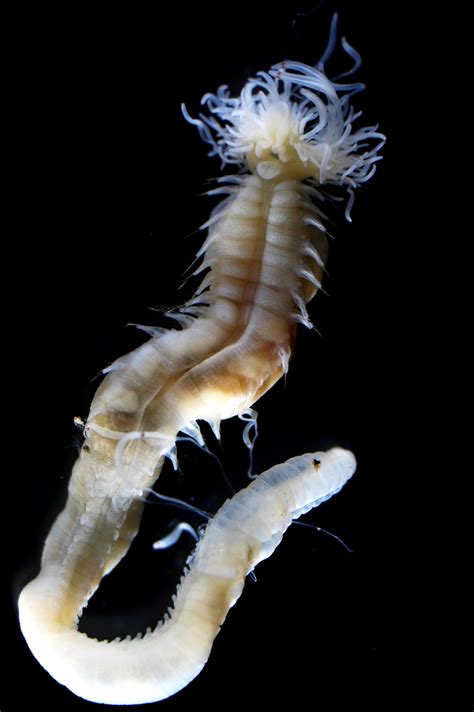 Three newly discovered sea worms that glow in the dark named after creatures from Japanese ...