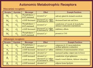 Autonomic Nervous System Receptors