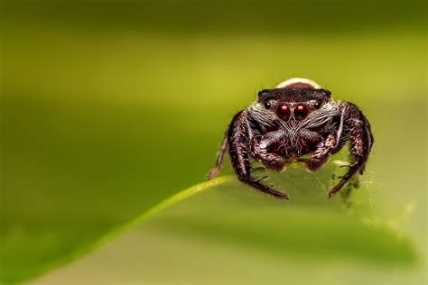 wallpaper spider, eyes, close-up HD : Widescreen : High Definition : Fullscreen