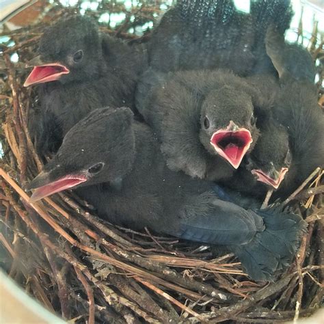 moralea milne: Metchosin’s Largest Nest Box (Steller's Jay)