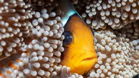 Do Clownfish Eat Algae and is Algae Good for a Clownfish Diet?