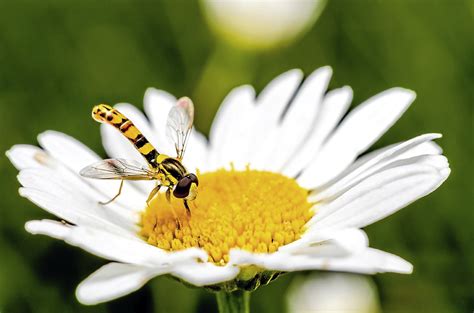 In Your Garden: How to deal with hoverflies - The Sunday Post