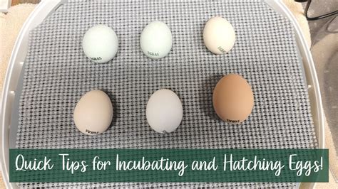 Hatching and Incubation in Birds - Egg Incubators