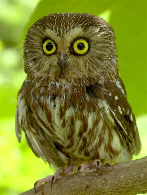 Owl Of The Day