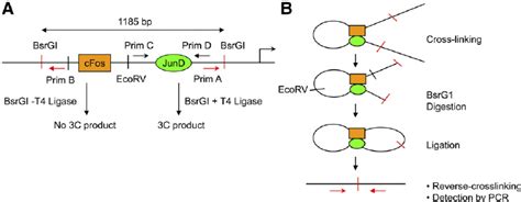 Schematic diagram of the 3C assay. (A) The CYP2C9 promoter showing the... | Download Scientific ...