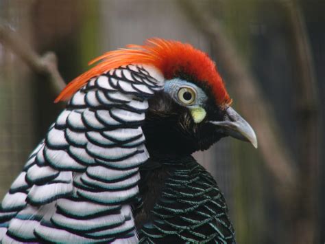 The Online Zoo - Lady Amherst's Pheasant