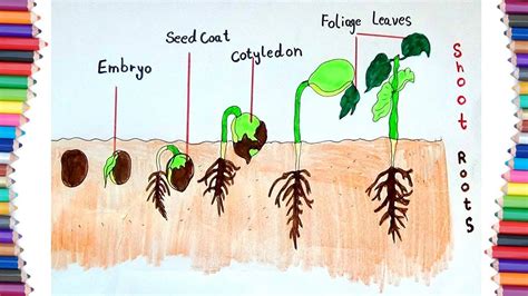 HOW TO DRAW "SEEDS GERMINATION" - YouTube