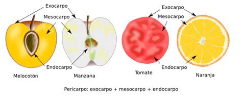 morfologia de la planta : octubre 2013