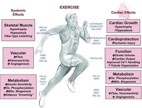 Can Exercise Teach Us How to Treat Heart Disease? | Circulation