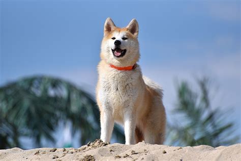 Akita (dog) - Wikipedia