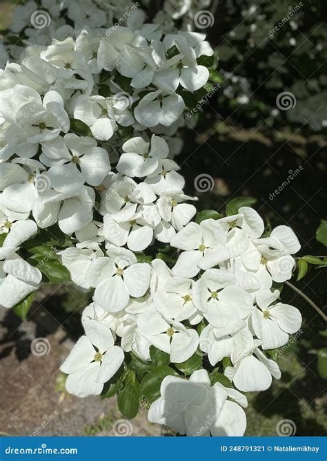 Cornus with Beautiful Large White Flowers , Commonly Known As Dogwoods Stock Image - Image of ...