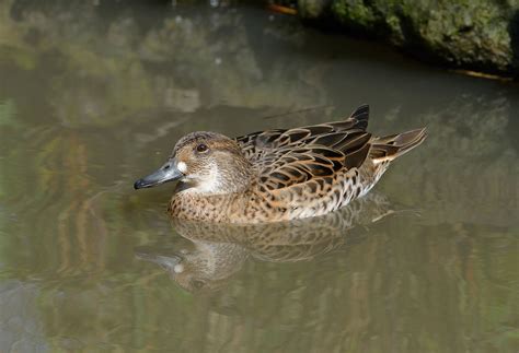 Baikal Teal | Audubon Field Guide