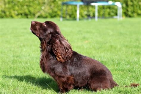 Cocker Spaniel Health Problems: General Internal Health Problems And ...