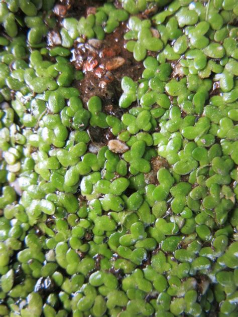 Duckweed | Plant-Lore