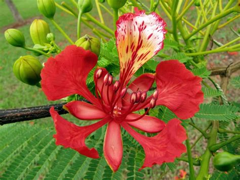 ¿Cómo diferenciar el flamboyán del jacarandá?