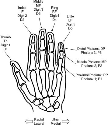 Nomenclature for fingers and phalanges: to name or to number? - Journal of Plastic ...