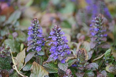 Carpet Bugle Plants: Growing Ajuga Bugleweed In The Garden