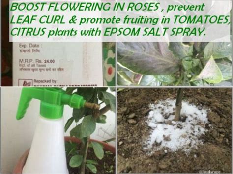 EPSOM SALT FOR PLANTS | GARDENING FOR BEGINNERS