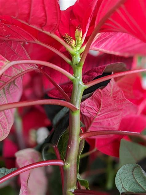 My poinsettia care guide & tips for keeping your plants healthy