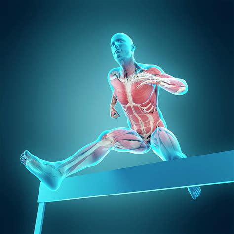 Athlete Hurdling Over Hurdle Photograph by Sebastian Kaulitzki/science Photo Library - Pixels