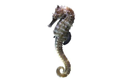 Seahorse And Pipefish Care Sheet: Food, Tank Size, Compatibility | Petco