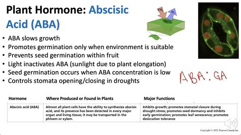 Abscisic Acid Plant Hormone