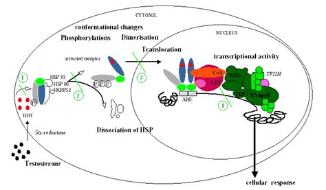 Endocrine disruptors—the one true cause? | Science-Based Medicine